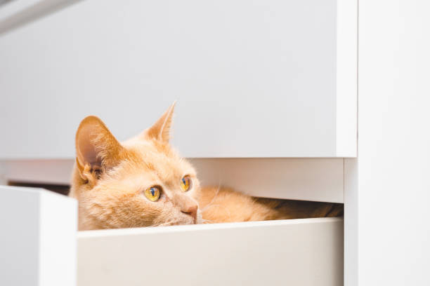 istock ginger cat hiding in cabinet drawer, close-up 2204532613