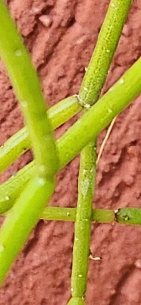 istock Seen against a red backdrop, the Rhipsalis teres plant gains a new perspective. Its thin, pendulous stems are highlighted by the warm tone, creating an impressive image full of vitality. 2204532638