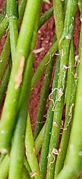 istock Thin and flexible, the stem of Rhipsalis teres can intertwine with other branches, creating dense hanging tangles. This strategy enhances moisture retention, essential for survival in shaded tropical environments. 2204532684