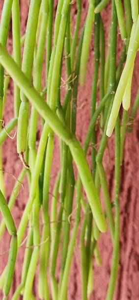istock Rhipsalis teres is an epiphytic cactus with long, fine stems that extend downward in a pendulous manner. It captures moisture and nutrients from the environment, making it ideal for tropical gardens and indoor settings. 2204532738