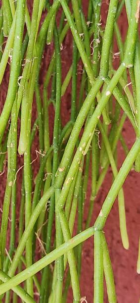istock Rhipsalis teres, or spaghetti cactus, has thin, pendulous stems resembling pasta. It is adapted to live as an epiphyte, collecting moisture from the air and nutrients from sources such as decomposing organic matter. 2204532746