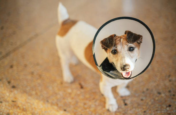 istock Cheerful smile jack russell terrier wearing a protective recovery cone ready for playing timed : Heyy It 's time to play with me mommy 2204532766
