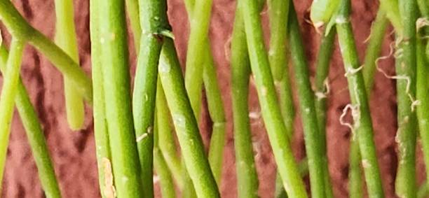 istock The segmented stem of Rhipsalis teres enables natural propagation by fragmentation. Small pieces can fall onto moss and branches, where they root quickly, allowing plant expansion without needing seeds. 2204532781