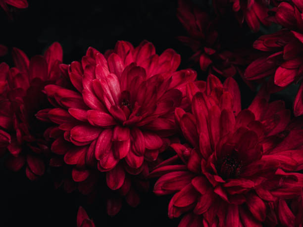 istock Close-up crimson chrysanthemums 2204535444