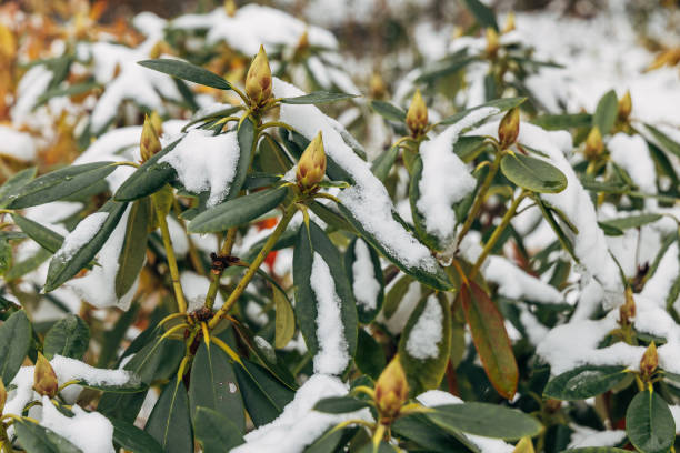 Frost-covered rhododendron in winter. High quality photo
