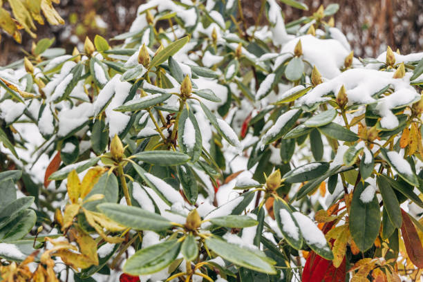 Frost-covered rhododendron in winter. High quality photo