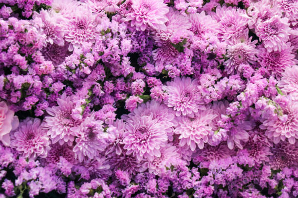 istock Purple flowers for the background 2204537364