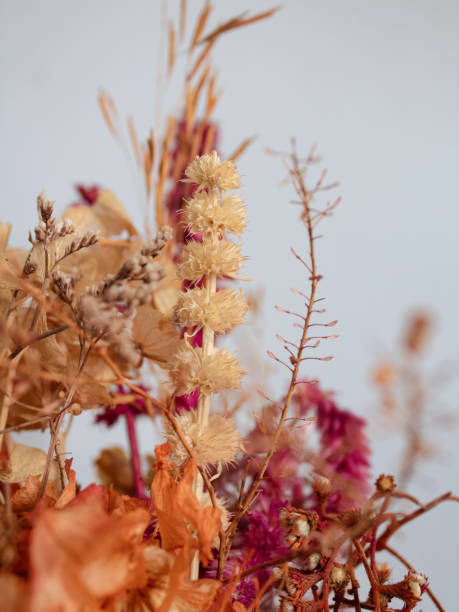 istock Dried flowers. Autumn, fall mockup. 2204539051