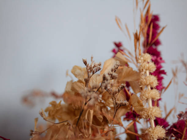 istock Dried flowers. Still life concept. 2204539121