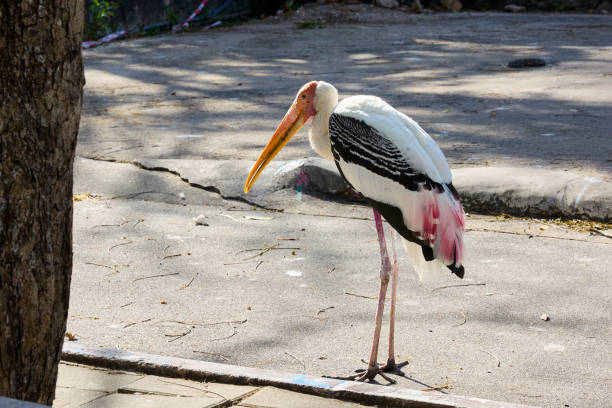 istock Stork bird walks in the park 2204539337