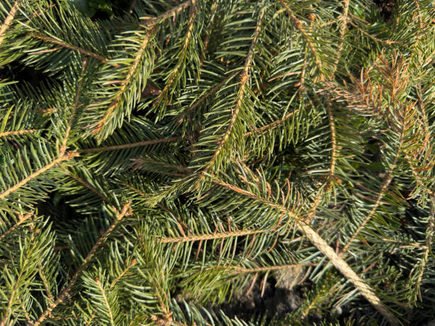 istock Close-up of spruce branches with thick green needles 2204540460