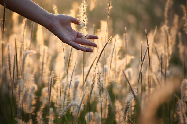 istock Gentle Hand Touching Soft Grass in a Sunlit Field at Dusk 2204540479