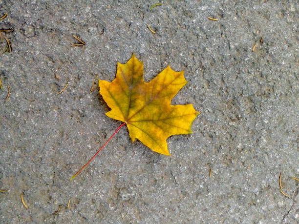 istock One autumn maple yellow-orange leaf on a gray asphalt. Top view. Copy space. 2204542175