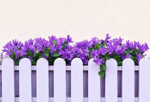 Flowering clustered bellflowers in a light purple container and pink plaster background. Its scientific name is Campanula.