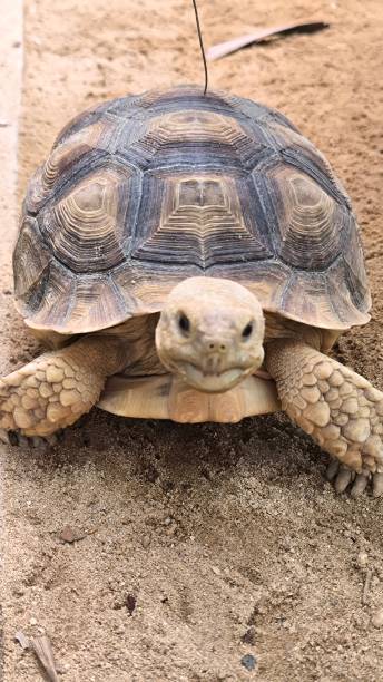 istock Turtles are animals that have shells to protect themselves from danger. 2204545013