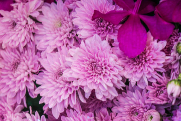 Purple flowers for the background