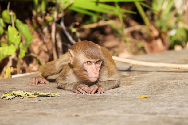 Baby monkey in tropical forest park on Hainan island