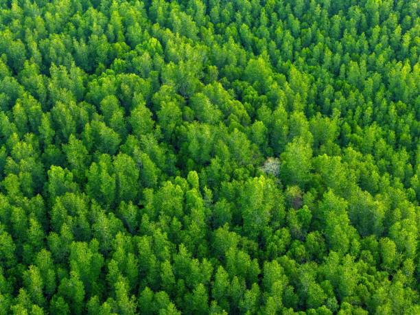 istock Aerial top view of a dense forest with lush green trees 2204548096