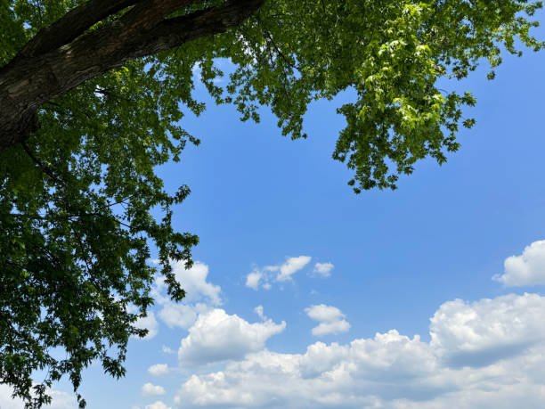 View of Green Tree Leaves Against Blue Sky.