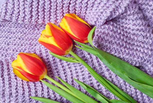 A stunning close-up view of vibrant tulips in full bloom. The image captures a mix of deep purple, bright yellow, fiery orange, and delicate pink tulips, showcasing the rich diversity of spring flowers. The fresh green foliage enhances the contrast of colors, making this floral scene a true representation of the Netherlands’ famous tulip field