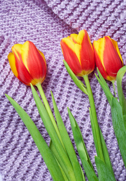 Three tulips are lying on a purple knitted sweater. The tulips are multi-colored, yellow and red, and they are positioned so that they look at the camera. The concept is warmth and beauty.