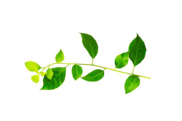 Small branch with green tropical leaves
