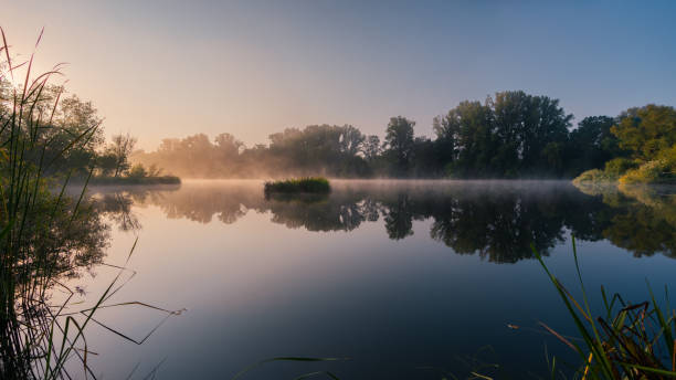 Reflection of the wood on the water river at sunrise