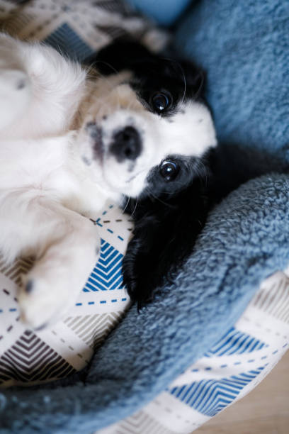 istock A one-month-old white spaniel puppy with black ears and spots is sitting on its soft, cozy, fluffy blue rug 2204555621