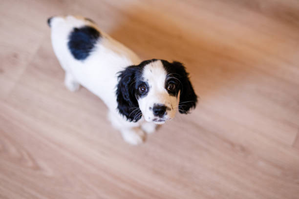 istock A white spaniel with black ears and spots is playing on a wooden floor 2204556067