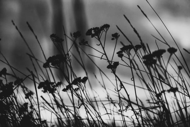 istock Low angle of grass and plants against the sky in black and white 2204556103