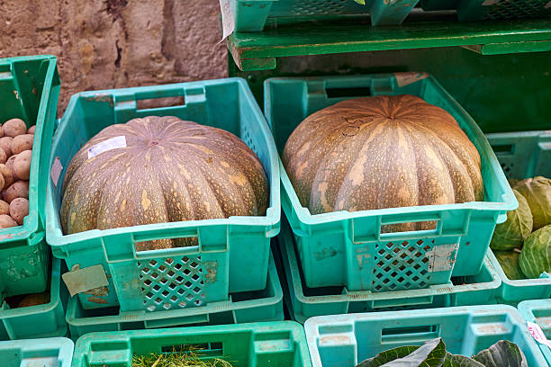 Big pumpkins in a basket
