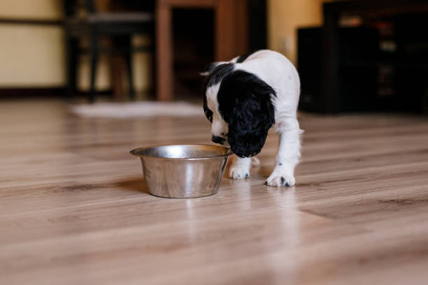 istock Russian spaniel puppy seeing a metal bowl for the first time, exploring the world 2204558963