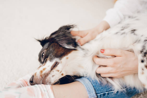 istock Happy dog enjoy in cuddling 2204559315