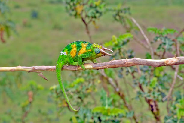 Perched gracefully on a branch, Jackson's horned chameleon captivates with its striking appearance and vibrant colors. Its unique, three-horned head and dynamic ability to change hues make it a fascinating subject of study. The chameleon's textured skin blends harmoniously with the lush greenery around it, showcasing its natural camouflage. This remarkable creature embodies the wonders of evolution and the intricate beauty of the ecosystems it inhabits, reminding us of the diversity of life in our world.  In this photo, this wild chameleon is missing a horn.