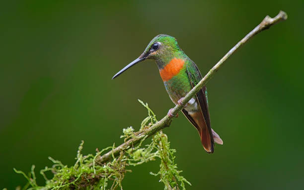 istock Gould's jewel front hummingbird perching on a moss covered branch 2204562836