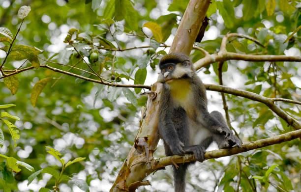 A close-up view of a Redtail monkey sitting on a branch reveals its expressive face and vibrant features. The monkey's curious eyes invite connection. The surrounding foliage adds a lush backdrop, enhancing the sense of being in its natural habitat. This intimate glimpse captures the playful spirit and unique beauty of this fascinating primate, showcasing the intricate details that make it truly special.