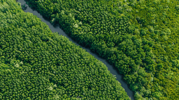 istock Ecology and environment concept. Natural forest full of green trees from high angle. Big forest view with river. Pure nature. 2204562971