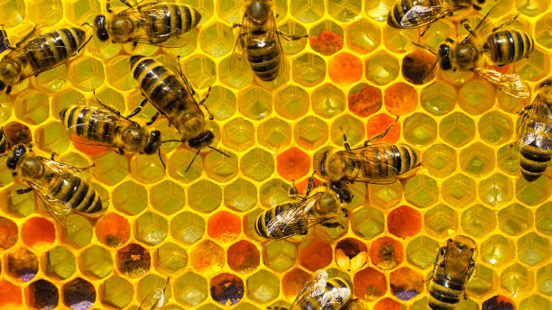 istock Flower pollen in honeycombs. Color harmony. 2204562977