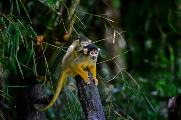 squirrel monkey with a baby on its back, perching on a tree stump - amazone regenwoud stockfoto's en -beelden