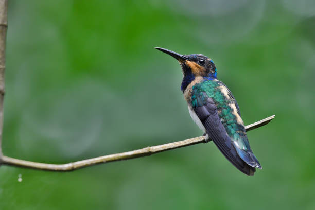 istock High resolution image of a female white necked Jacobin hummingbird perching on a branch 2204563027