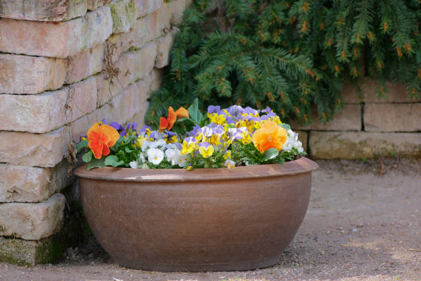 istock Ceramic flowerbed with blooming multi-colored pansies viola in a garden 2204563031