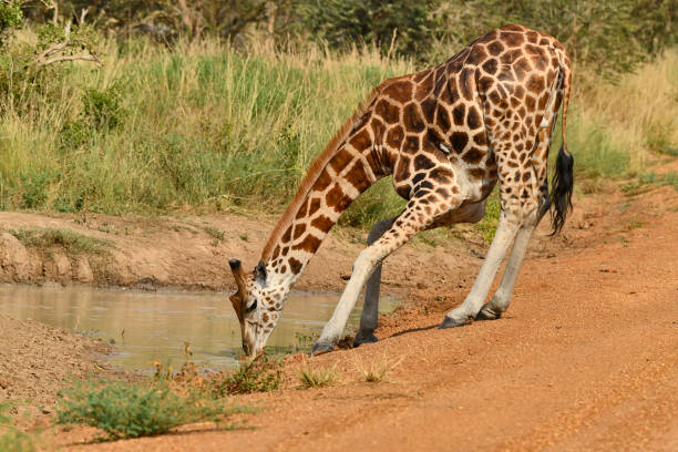 A wild Nubian giraffe bends gracefully to drink from a sunlit watering hole, its long neck elegantly arching downwards. The giraffe's distinctive patches, a blend of rich browns and creamy tones, glisten in the warm daylight, creating a stunning contrast against the surrounding landscape. Nearby, the clear water reflects the vibrant colors of the savannah. This moment captures the beauty and majesty of the Nubian giraffe.