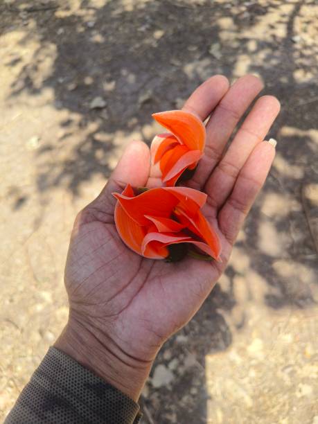 istock Flowers of Butea monosperma ( Palash tree) 2204563174