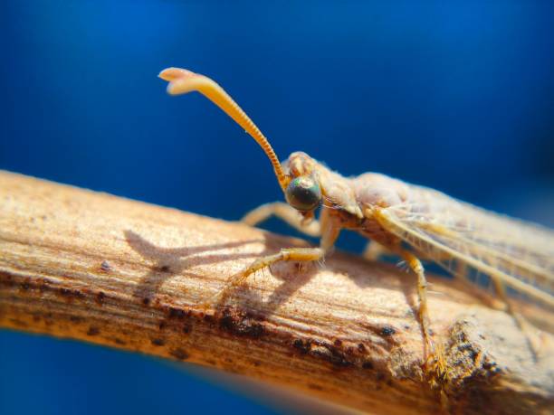 Myrmeleon is an ant-lion genus in the subfamily Myrmeleontinae. Species in the genus feed on ants and some are themselves prey for the dune cricket Schizodactylus inexspectatus.....