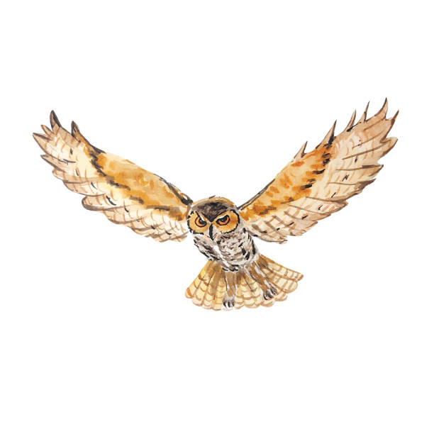 Owl or eagle owl, bird of prey watercolor hand drawn illustration. Animal in gray-brown color drawn in flight. Isolated element for use in patterns, printing on objects, cards, posters. Forest fauna Owl or eagle owl, bird of prey watercolor hand drawn illustration. Animal in gray-brown color drawn in flight. Isolated element for use in patterns, printing on objects, cards, posters. Forest fauna. drawing-of-owl-wings-spread stock illustrations