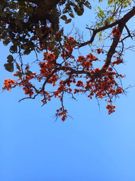 istock Flowers of Butea monosperma ( Palash tree) 2204563629