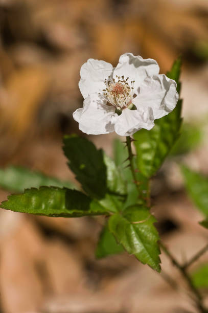 istock Rubus trivialis, Southern dewberry 2204564489