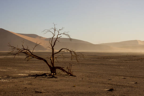 istock Desolate Desert Landscape, of a dead tree in the barren windswept strait between the high dunes of the Sossusvlei region of the Namib with a sandstorm approaching in the background. 2204565505