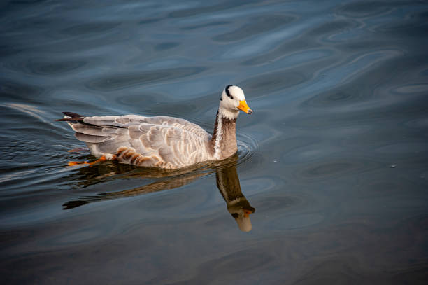 istock Bar-headed Goose swimming in the lake 2204567716