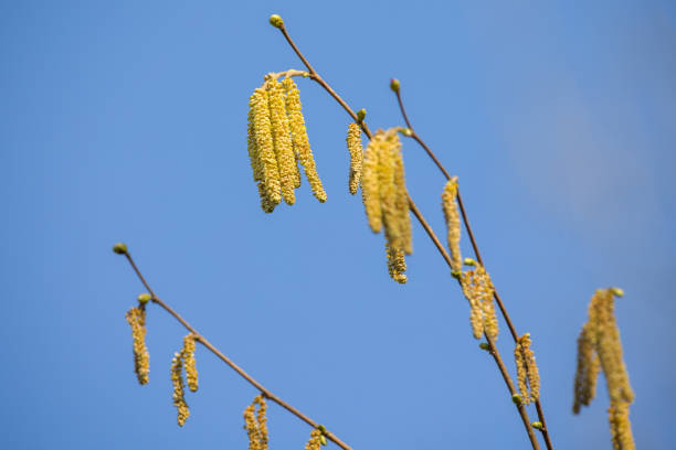 early-blooming pollen